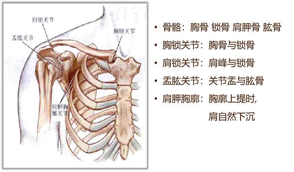 肩颈骨骼关节解剖